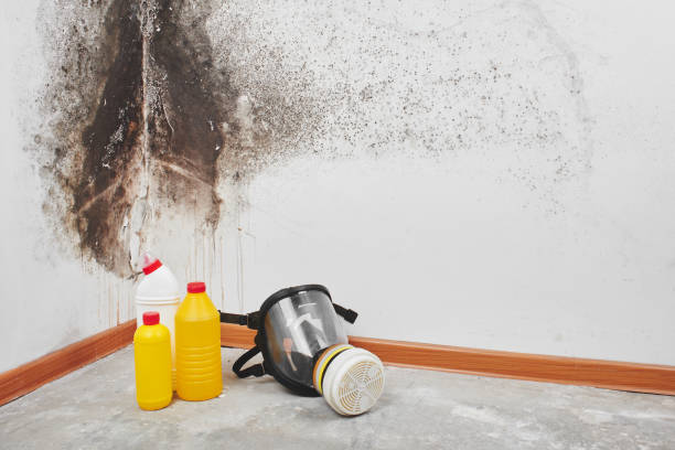 Best Office Mold Removal Services  in Los Altos Hills, CA