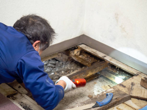 Best Certified Mold Removal  in Los Altos Hills, CA