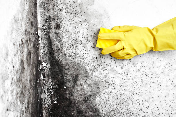Best Fast Mold Removal  in Los Altos Hills, CA