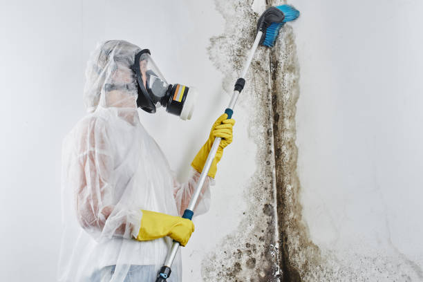 Best Commercial Mold Removal  in Los Altos Hills, CA