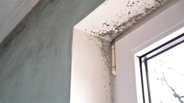Best Black Mold Removal  in Los Altos Hills, CA