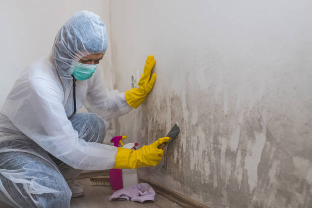 Professional Mold Removal in Los Altos Hills, CA