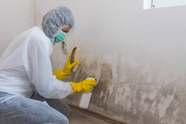 Home Mold Removal in Los Altos Hills, CA