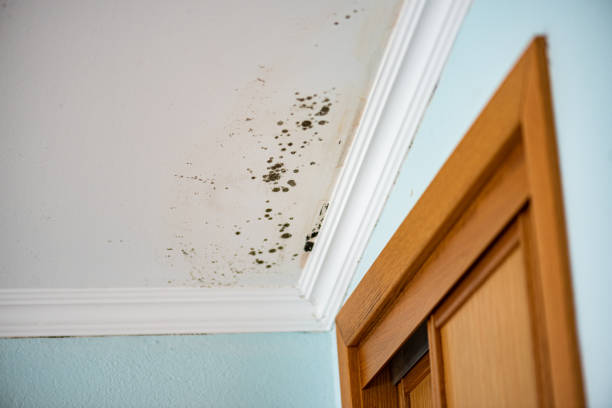 Best Mold Testing  in Los Altos Hills, CA