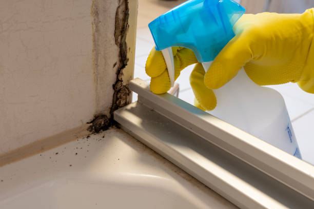 Best Mold Removal Near Me  in Los Altos Hills, CA
