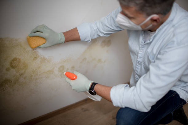Best Certified Mold Removal  in Los Altos Hills, CA