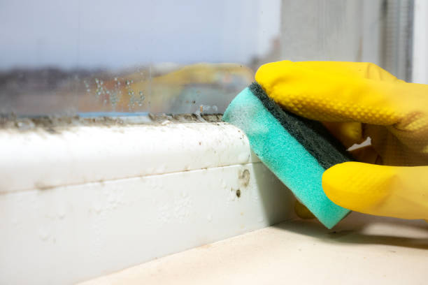 Best Professional Mold Removal  in Los Altos Hills, CA