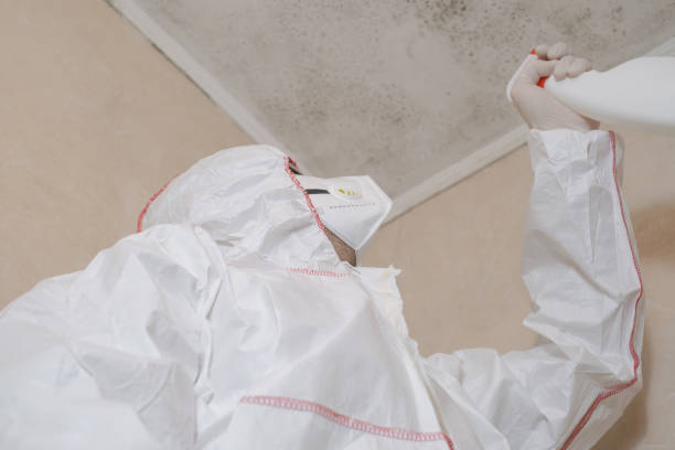 Best Toxic Mold Removal  in Los Altos Hills, CA