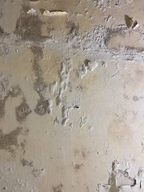 Attic Mold Removal in Los Altos Hills, CA