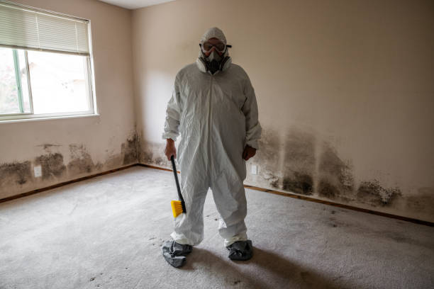 Best Toxic Mold Removal  in Los Altos Hills, CA