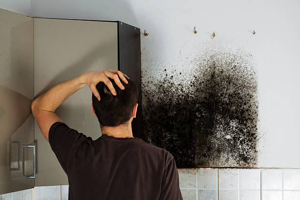 Best Mold Remediation  in Los Altos Hills, CA