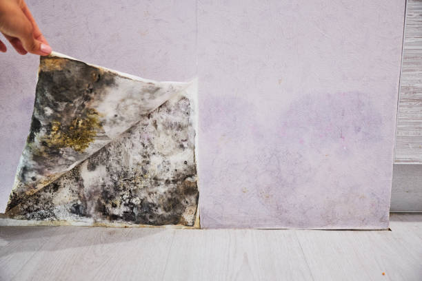 Best Affordable Mold Removal  in Los Altos Hills, CA